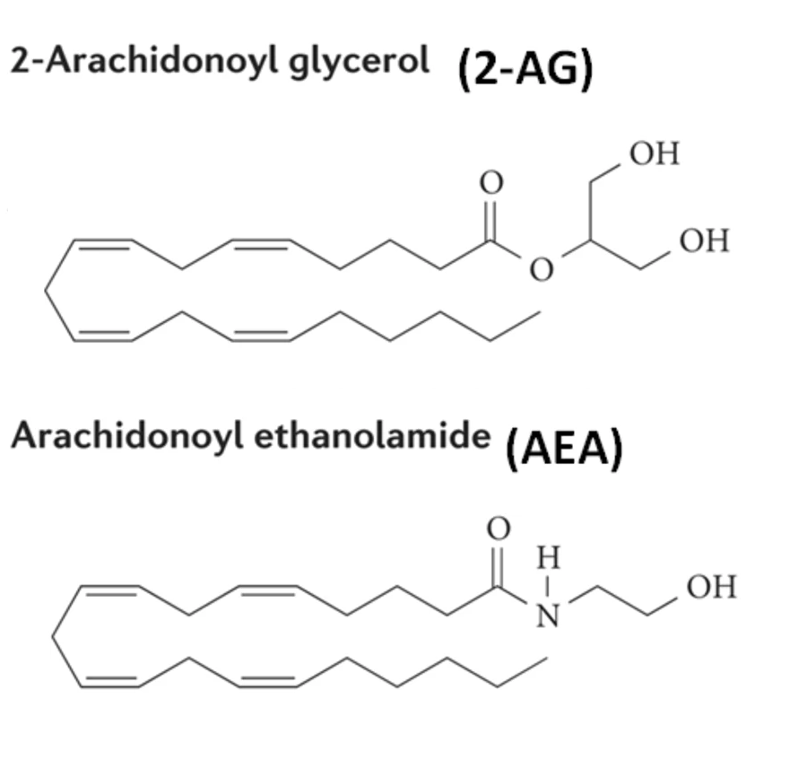 two critical endocannabinoids